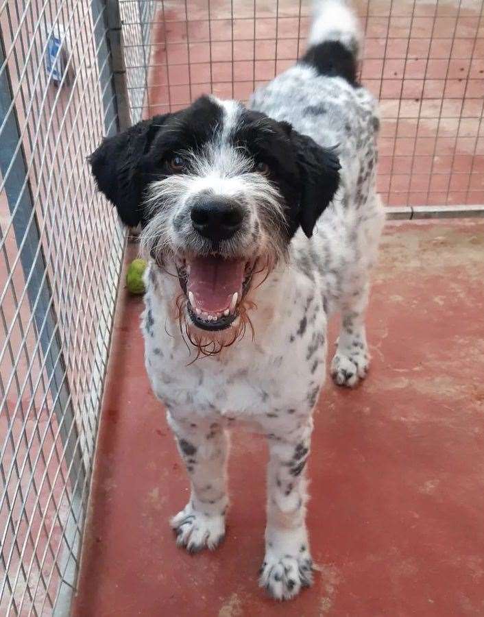 The dog was rescued from a Romanian 'kill shelter' (Picture: Lotus Stray Rescue)