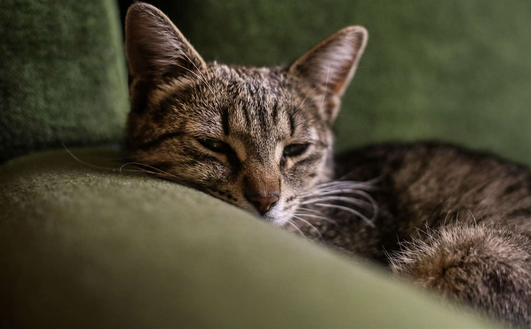 FIP is a serious infection killing cats in Cyprus. Image: iStock.