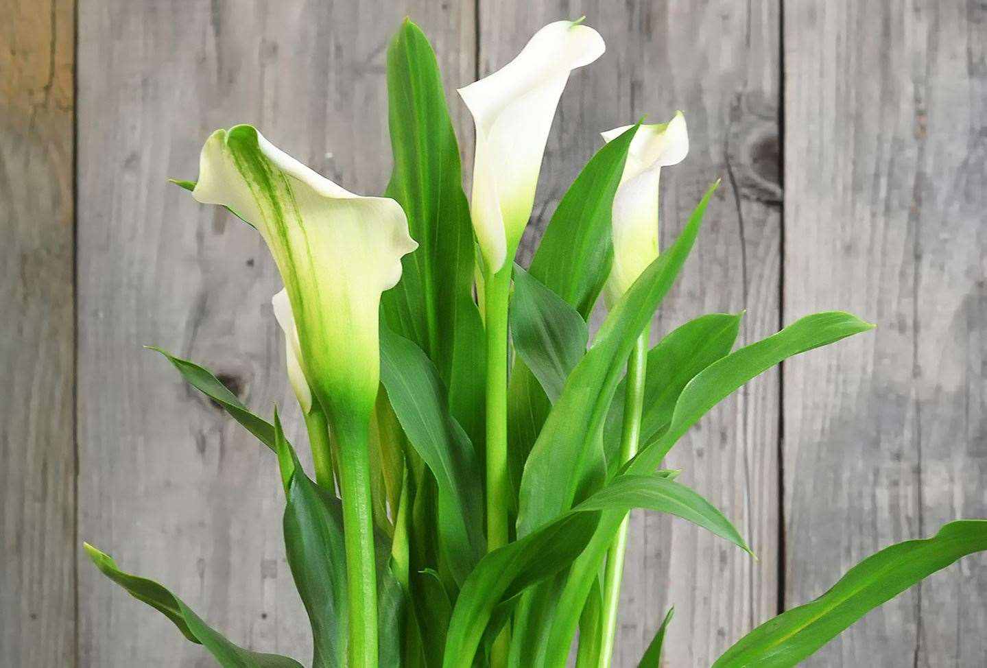 Lily plants can prove harmful. Image: Stock photo.