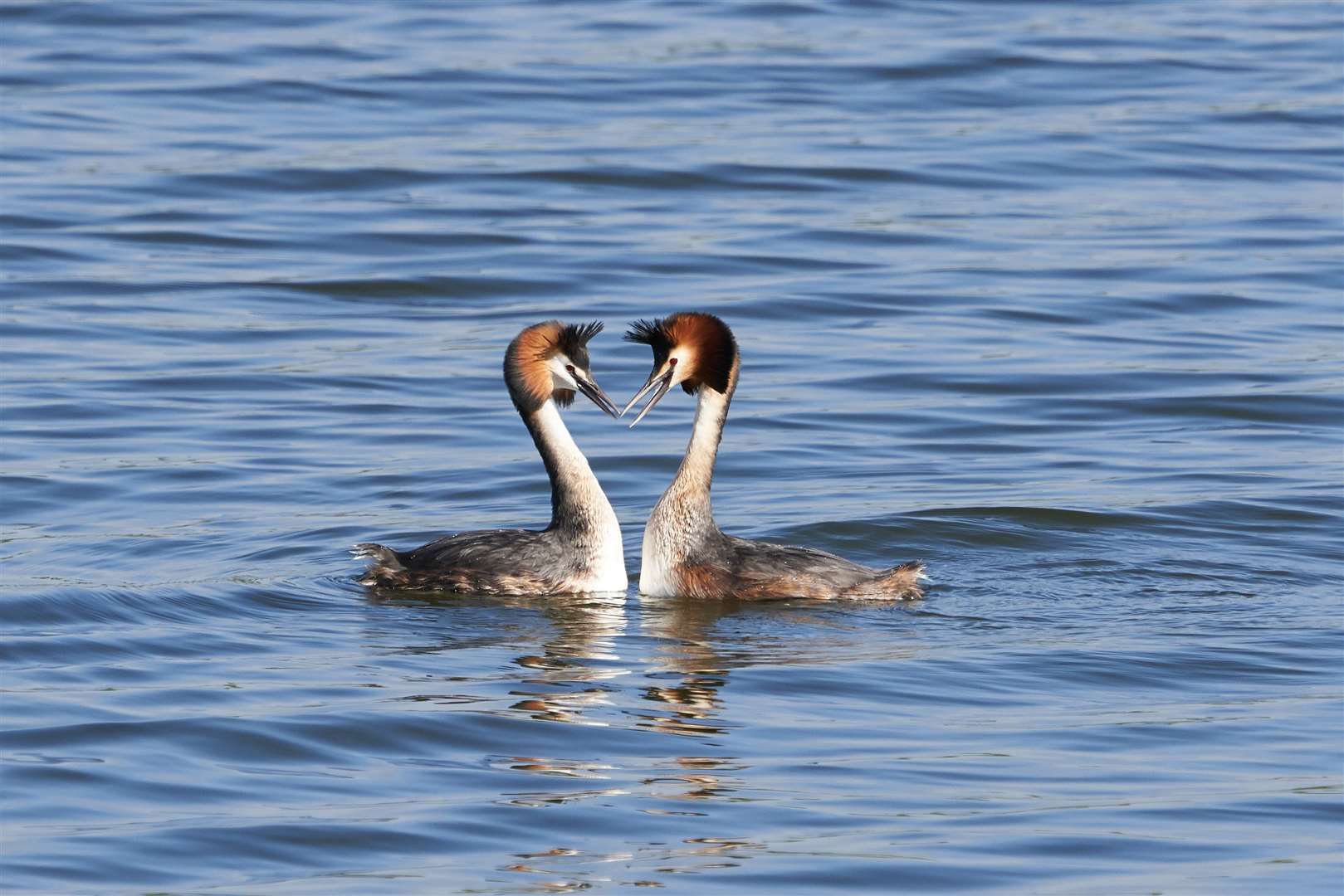 You might be lucky enough to spot great crested grebe like these on your riverside walks. Photo: Kim Tarsey. (33933500)