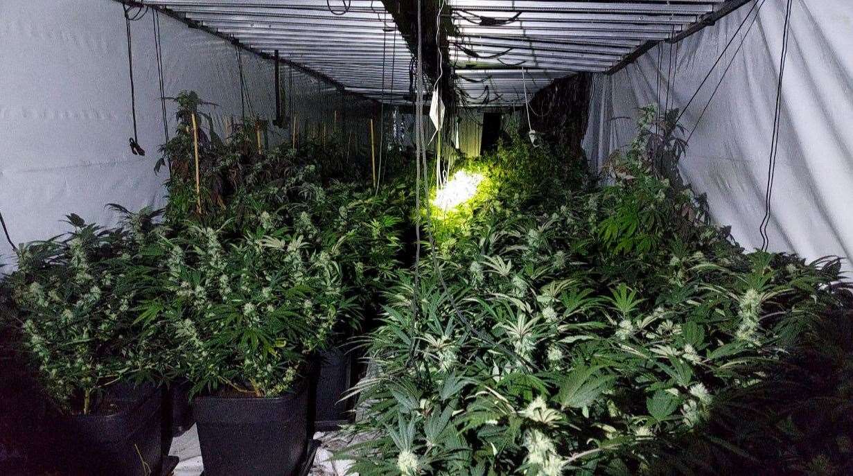 The cannabis plants were being grown inside lorry trailers on the scrap yard site.