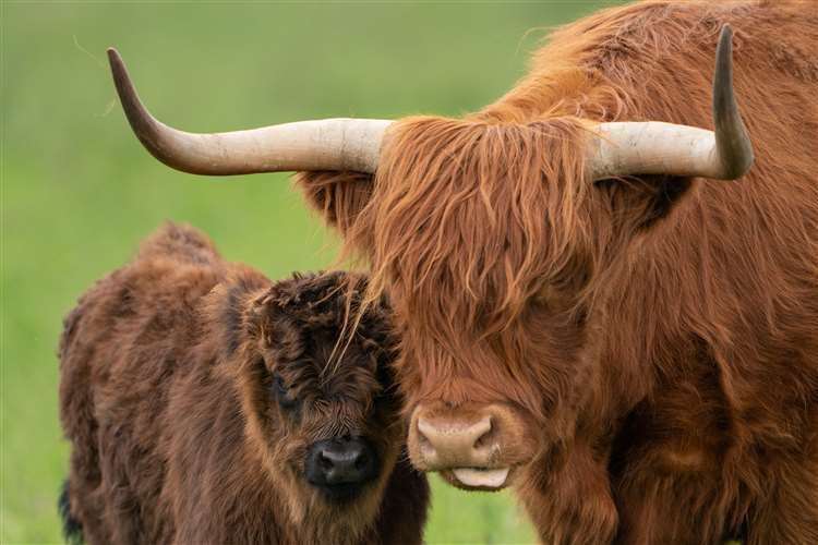 Highland cow Apple with her calf Malin at the National Trust’s Wicken Fen nature reserve in Cambridgeshire, where their grazing will help create habitats for other species (Joe Giddens/PA) (61607547)