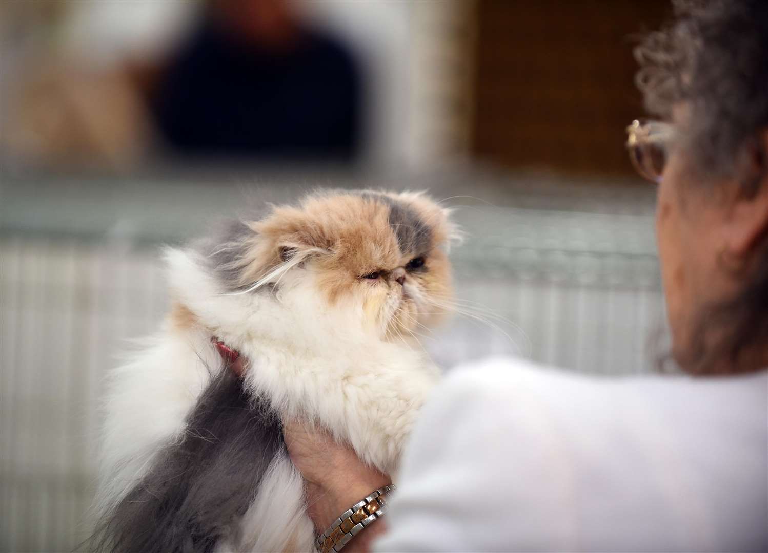 Cat Show at Tydd St Giles village hall..... (6336603)