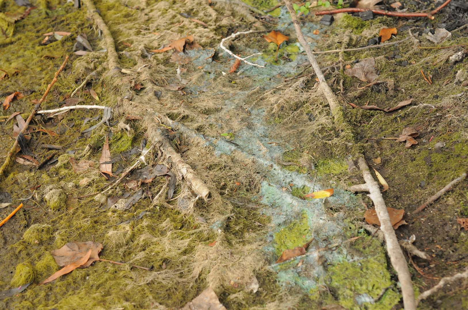 Parks and lakes can often be closed off if blue-green algae appears