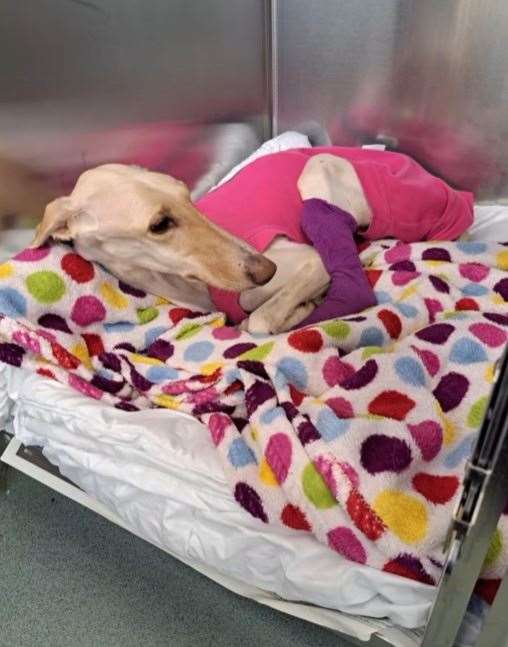 Peanut is now ready to find her forever home after being nursed back to health. Picture: RSPCA