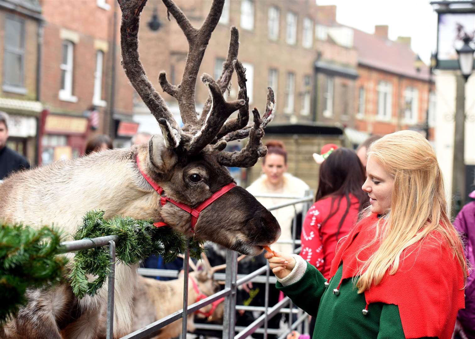Wisbech Christmas Fayre and Christmas Market.Abigail Maund feeding the reindeer. (22881313)