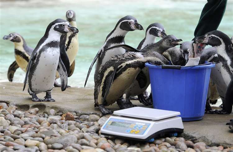 Humboldt penguins prepare to take part in the annual weigh-in at ZSL London Zoo, where more 17,000 animals had their height and weight recorded (Lauren Hurley/PA) (61607482)