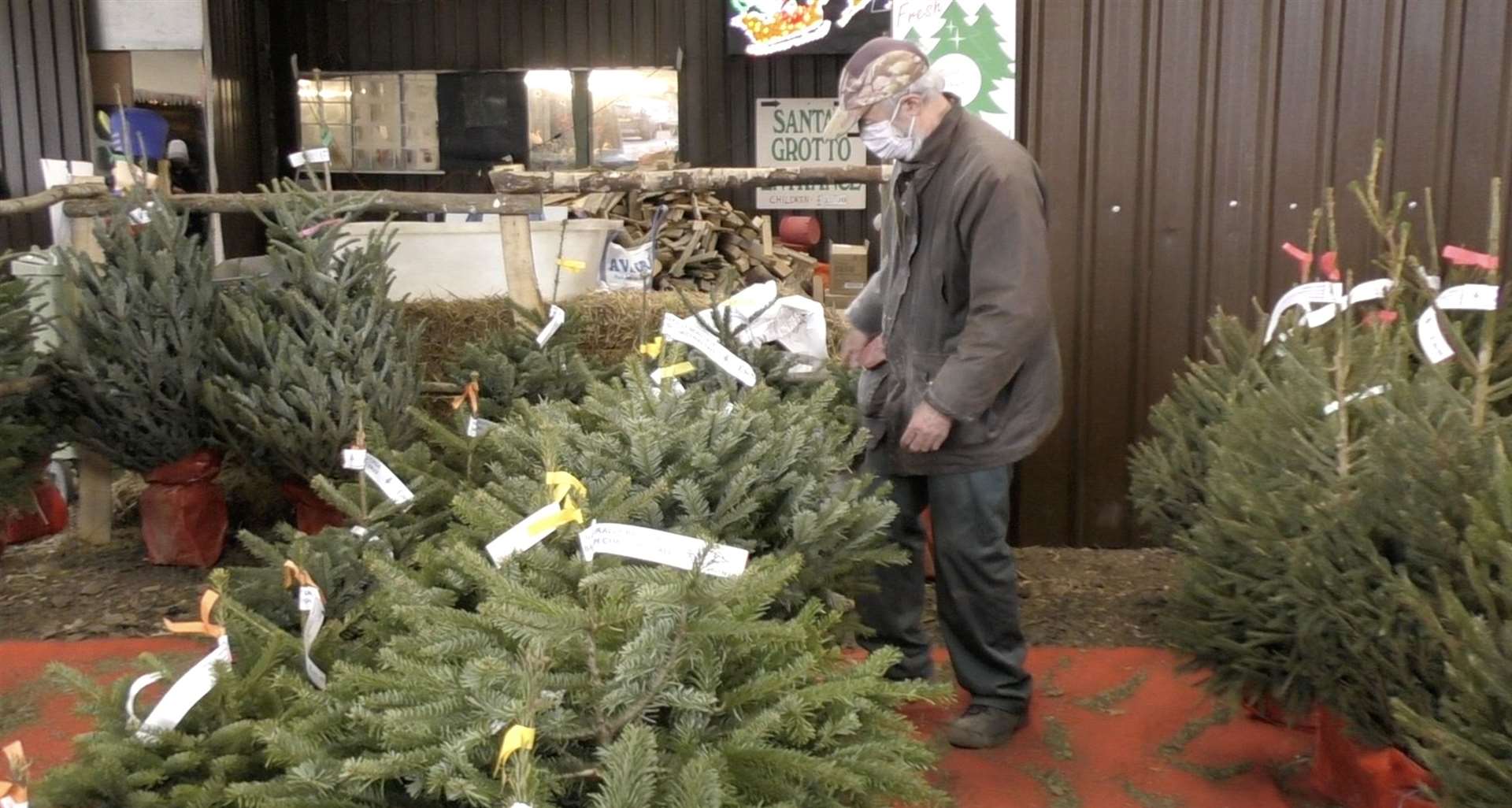 Real Christmas trees for sale