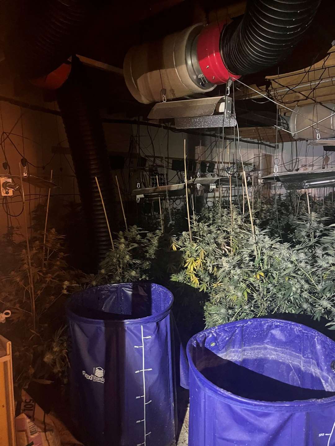A cannabis factory with over 400 plants has been uncovered by police in Murrow.