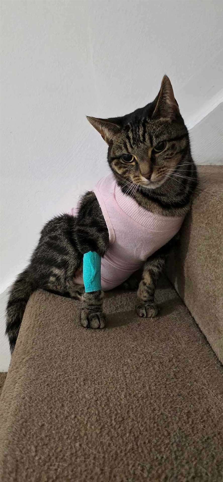 Nala is recovering after having an operation to remove the air gun pellet