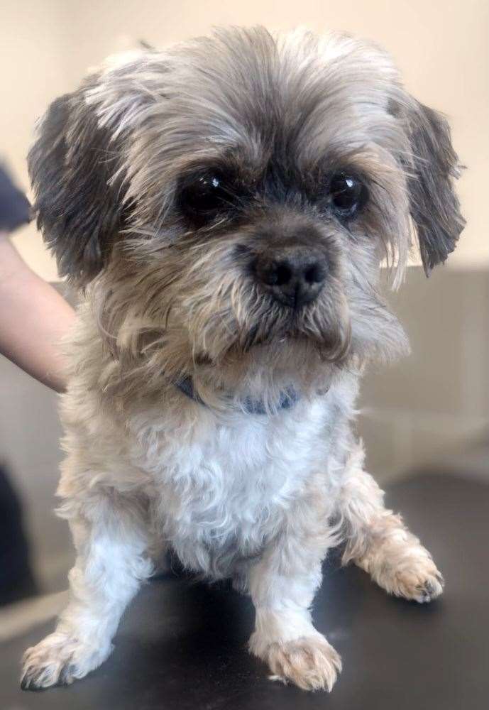Harvey is a 13-year-old dog looking for a home