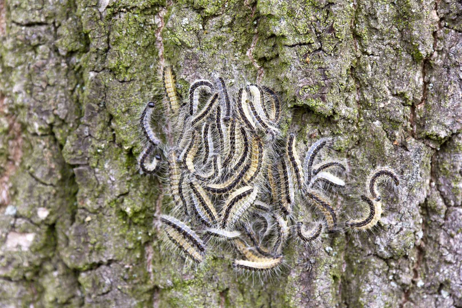 The Forestry Commission is asking people to keep an eye out for these hairy caterpillars. Photo: iStock.