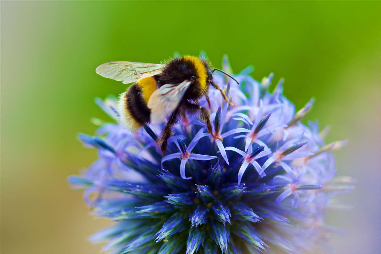 Bumble Bee (48217901)