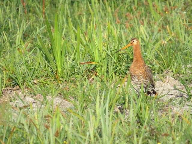 Gary the Godwit at Welney. (38850472)