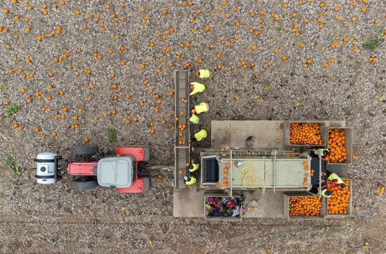 Rainy summer helped pumpkins grow larger says Fenland grower. Photo: Joe Giddens/PA Wire.