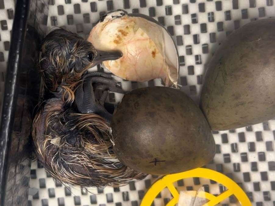 The Black-tailed Godwit chicks have hatched at Welney Wetland Centre