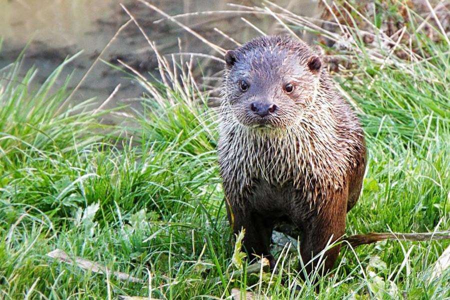This picture of an otter helped Jeff Packham win the Littlehampton and District Camera Club beginners trophy SUS-160202-131313001