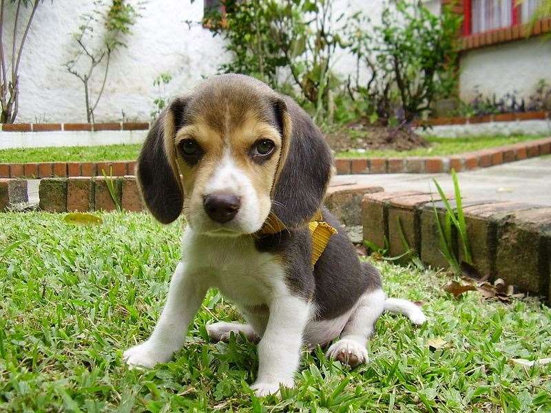 To help train your puppy to stop biting, you can ignore them or walk away. Stock image