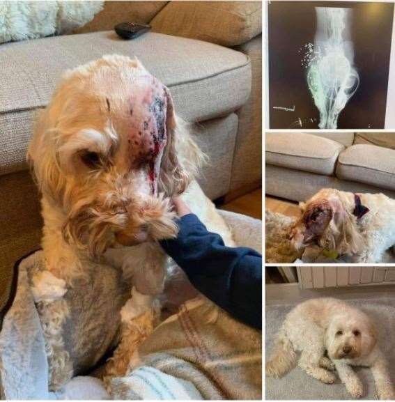Waffle was shot with a 12bore on Tuesday and has lost an eye as a result of the incident. (47264040)