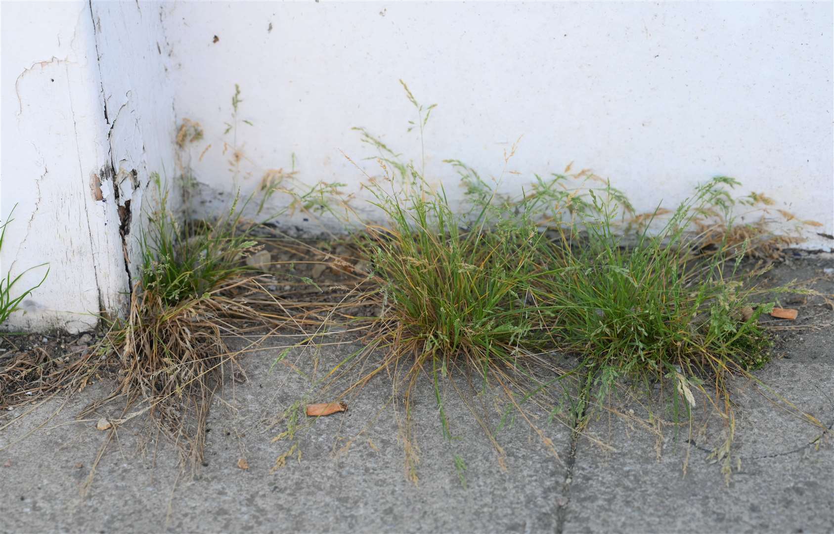 Weeds growing alongside the former Nottingham Building Society in March Broad Street.