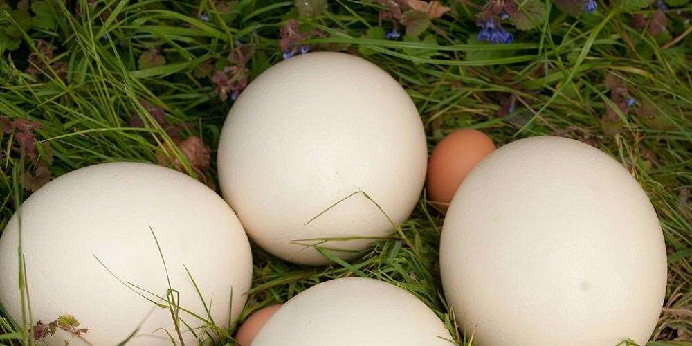 Ostrich eggs are 20 times heavier than a chicken's egg. (43629405)