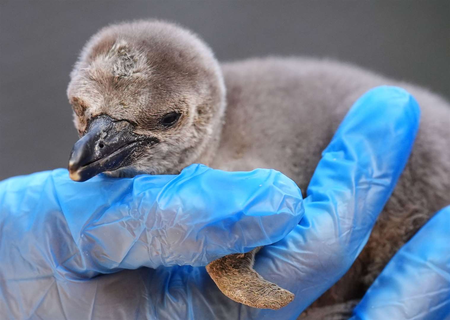One of two newly hatched Humboldt penguin chicks (Andrew Milligan/PA)