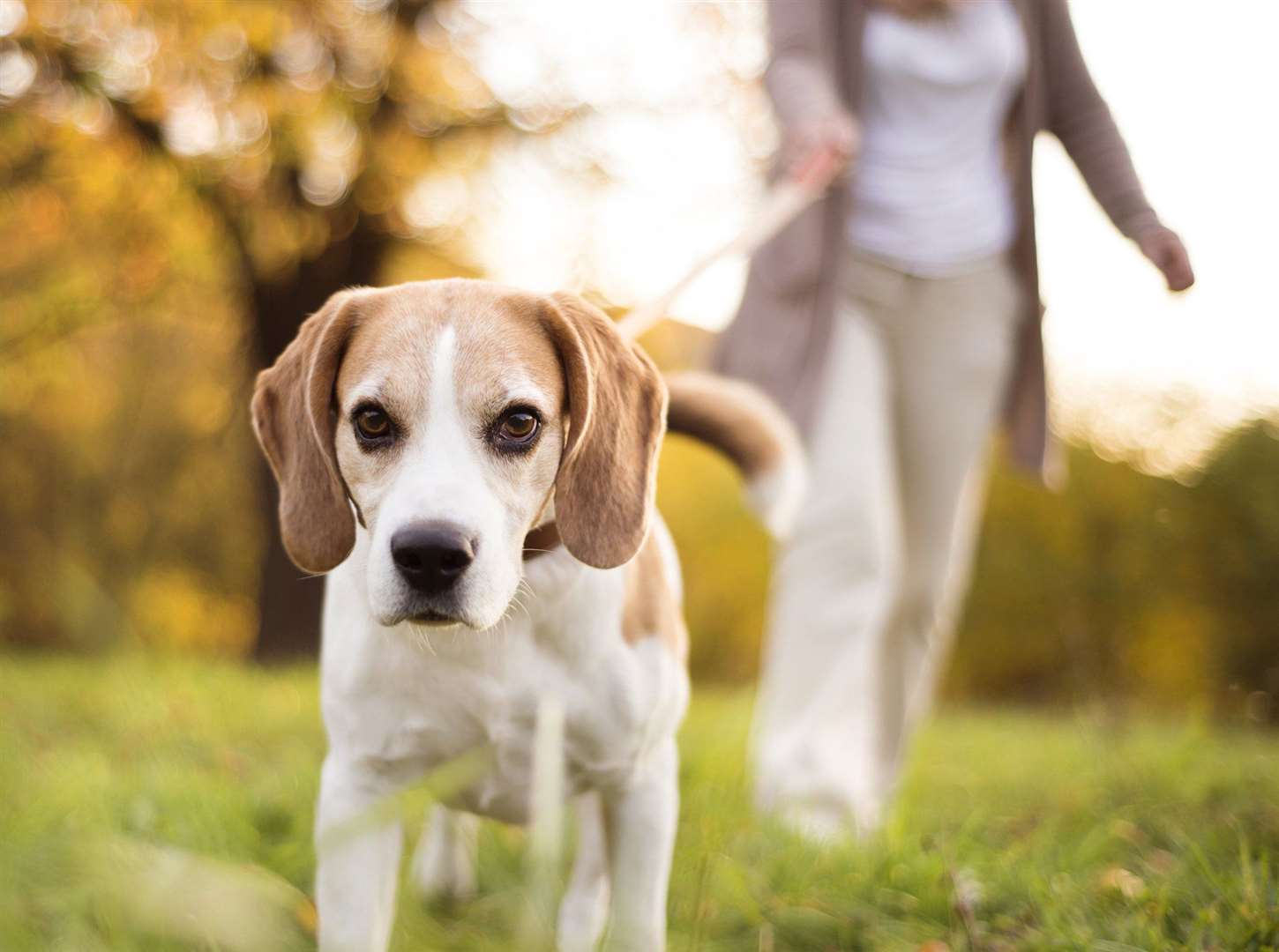 Dog walkers should be aware of poisonous plants and insects. Photo: Getty Images.