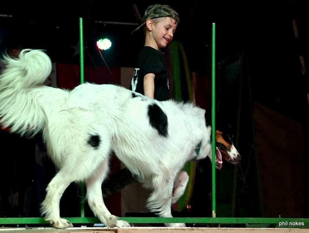 Dog agility is just one of the acts to entertain audiences