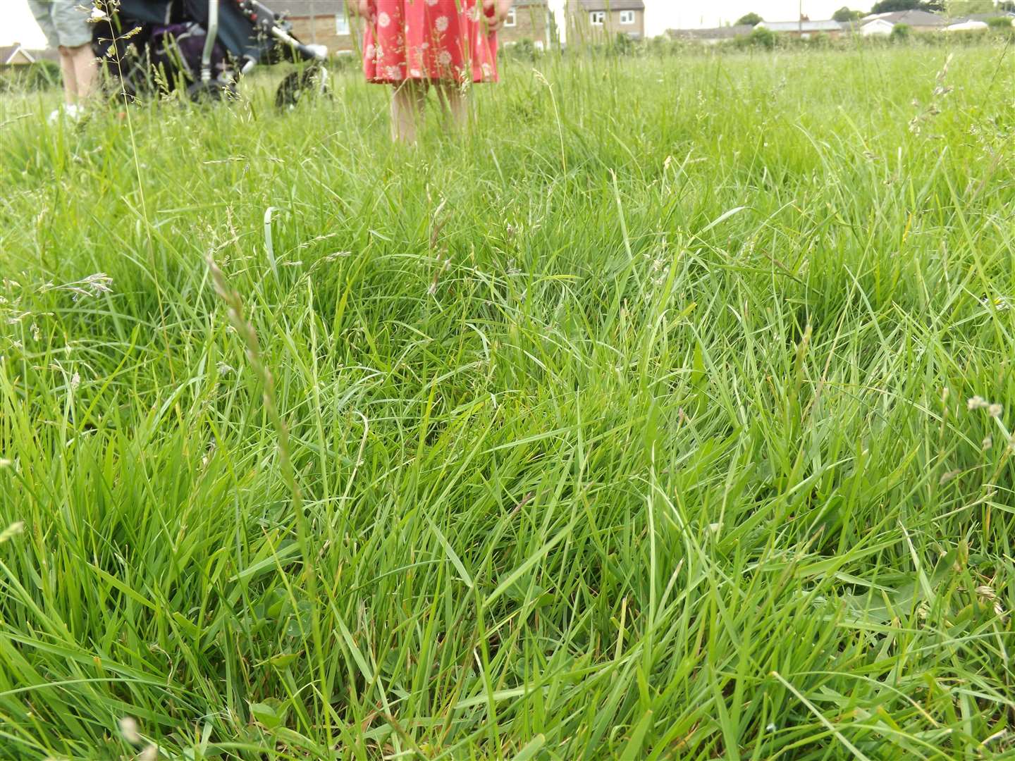 Grass in Robingoodfellows Lane play park in March is now knee height making it difficult for children to walk through. (2440745)