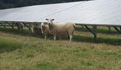 Solar panels are designed to allow sheep to graze around and under panels.