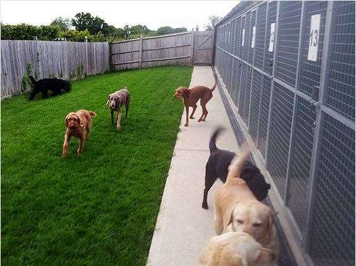 Council urges pet owners to check animal welfare licences before using boarding kennels. (22112165)