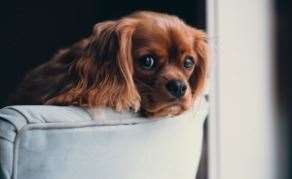 The Kennel Club has analysed data from the top ten questions asked by those hoping to understand their four-legged friend’s behaviour. Picture: Canva