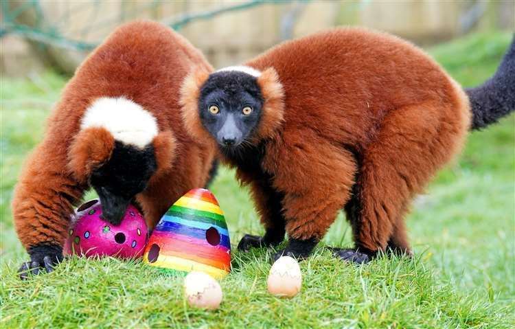 Red ruffed lemurs at Blair Drummond Safari Park, near Stirling, enjoy a special Easter treat prepared by their keepers (Jane Barlow/PA) (61607549)