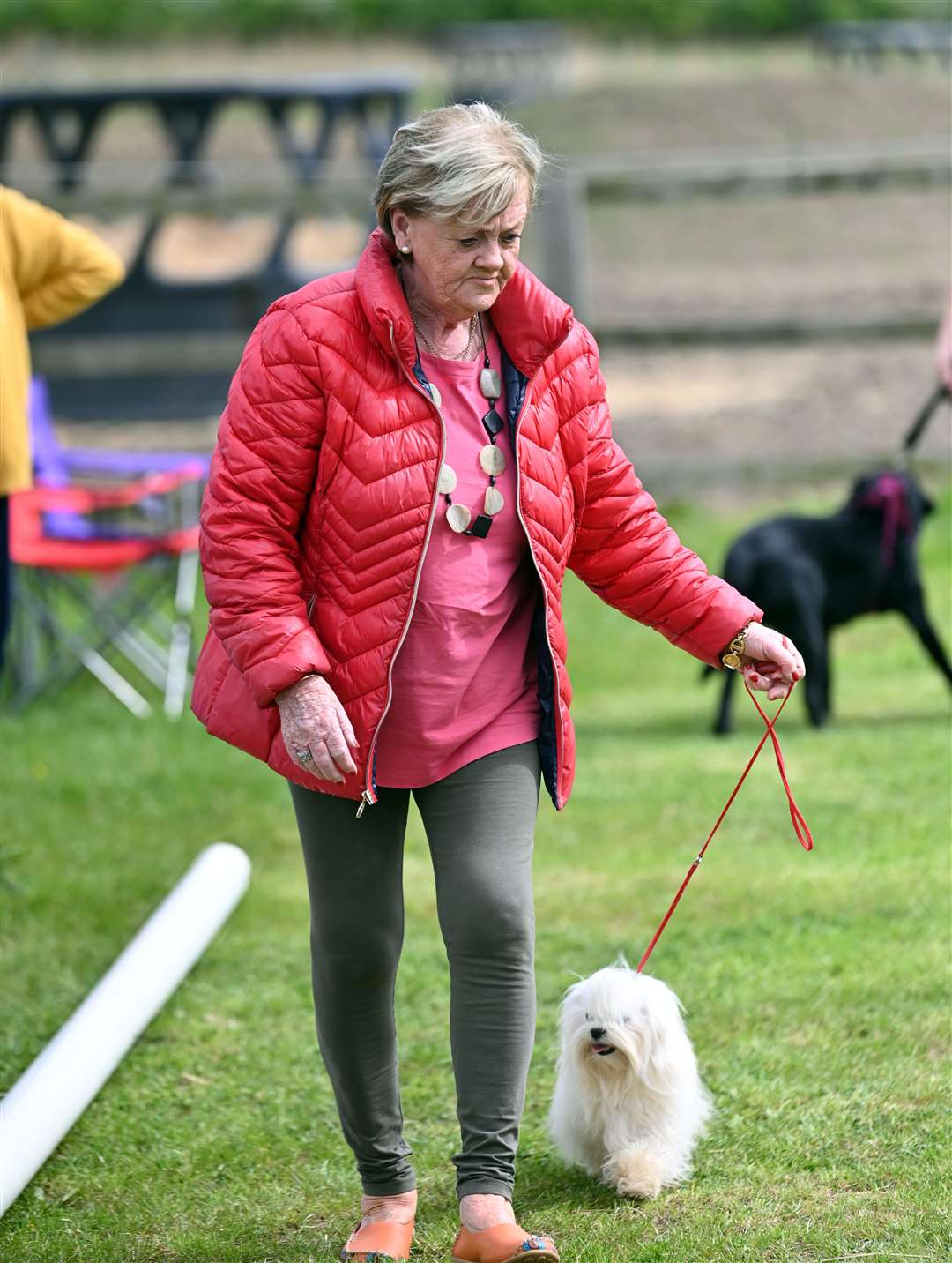 Fun dog show at Fenland Equestrian Centre. (56527932)