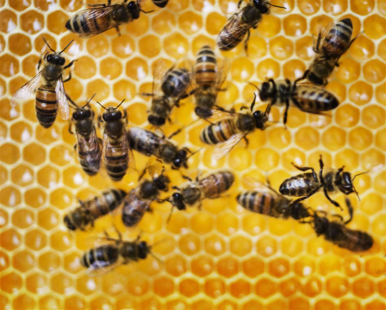 A bee or wasp sting inside a pet's mouth is among the most dangerous. Photo: iStock.