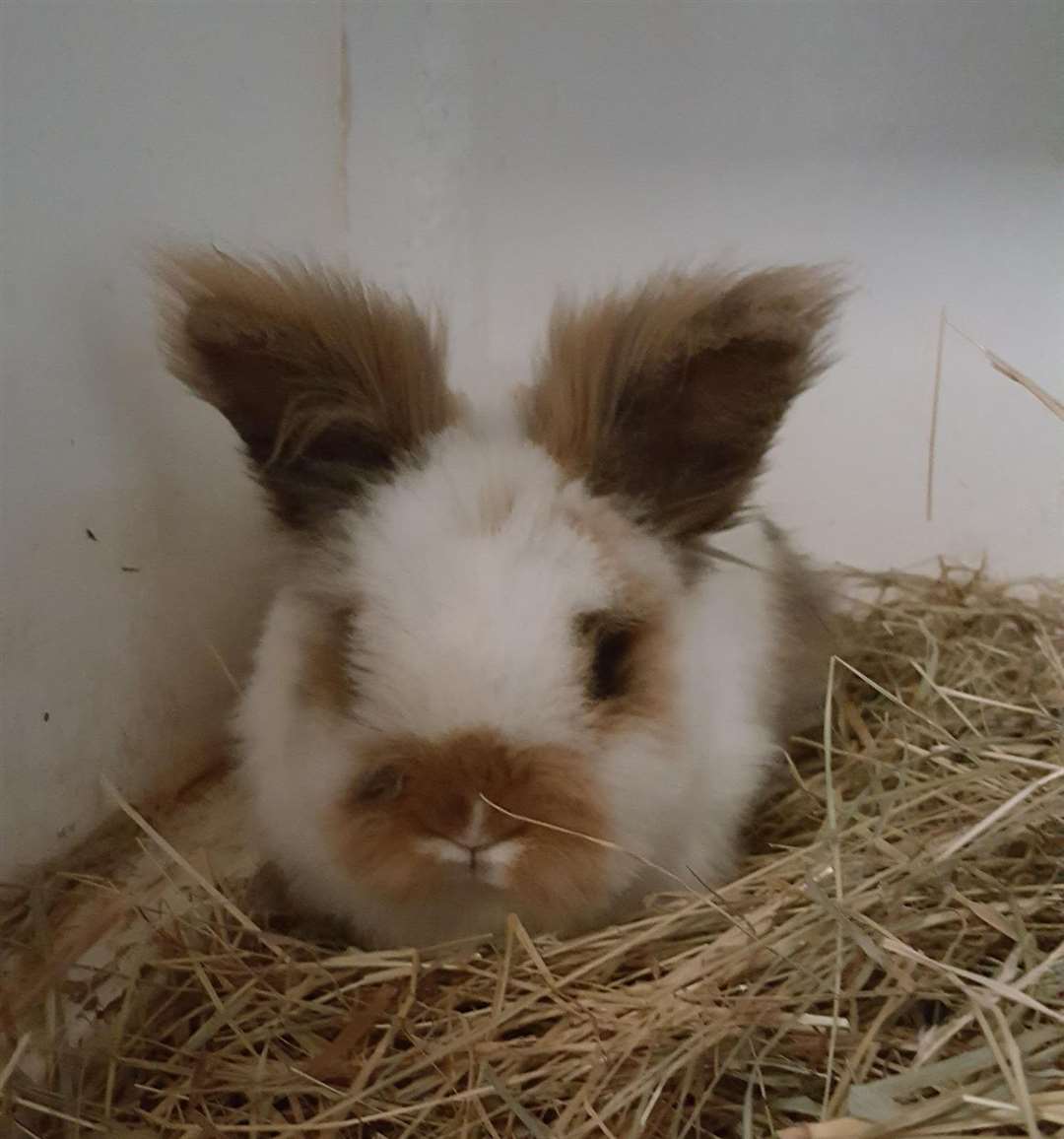 Three rabbits were found dumped outside a flat in Wisbech. (31630285)