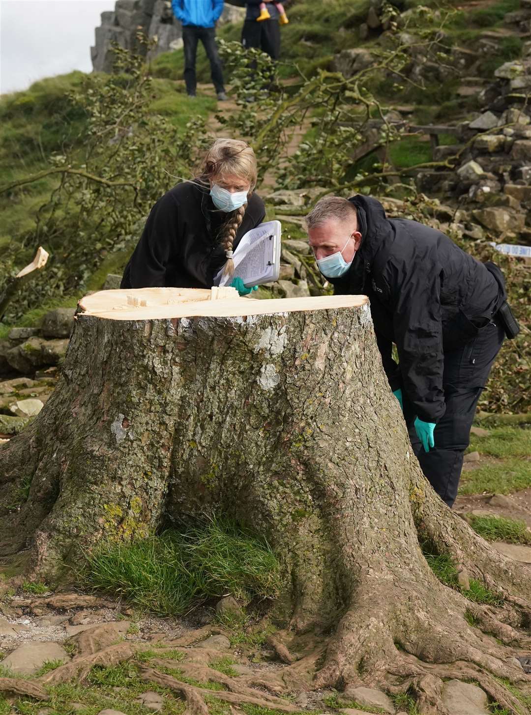 Forensic investigators examine the felled Sycamore Gap tree (Owen Humphreys/PA)