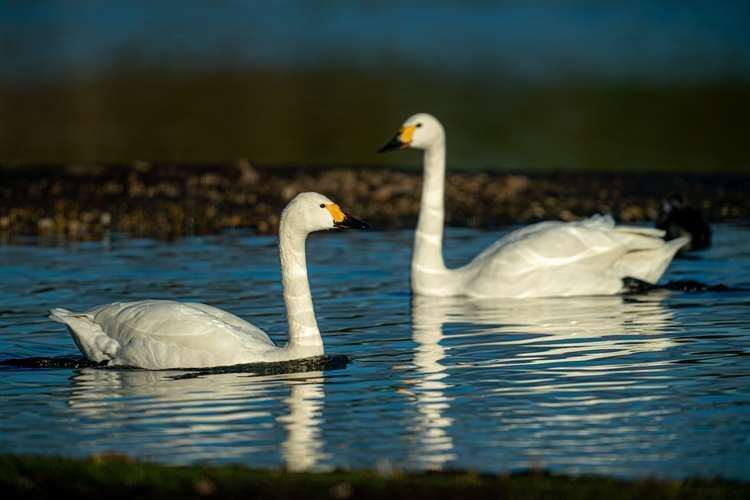 Bewick’s swans arrive at Slimbridge Wetland Centre in Gloucestershire after a 2,175-mile migration flight across Europe from nesting spots in Siberia (Ben Birchall/PA) (61607409)