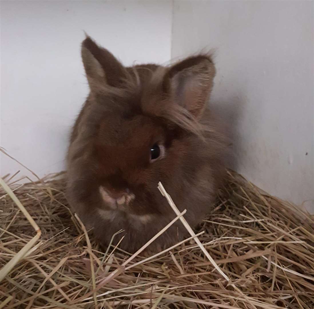 Three rabbits were found dumped outside a flat in Wisbech. (31630292)