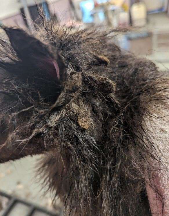 The animals were seized. Picture: Cambridgeshire police