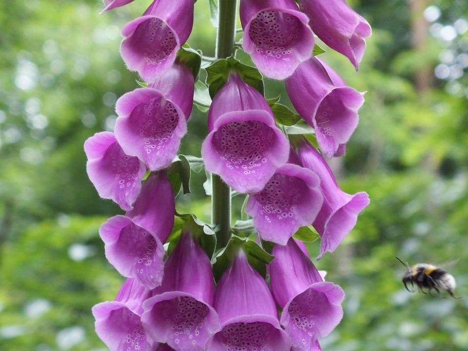 Foxgloves. Image: Stock photo.