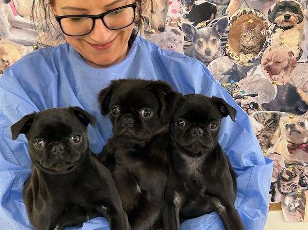 The three abandoned and poorly pups
