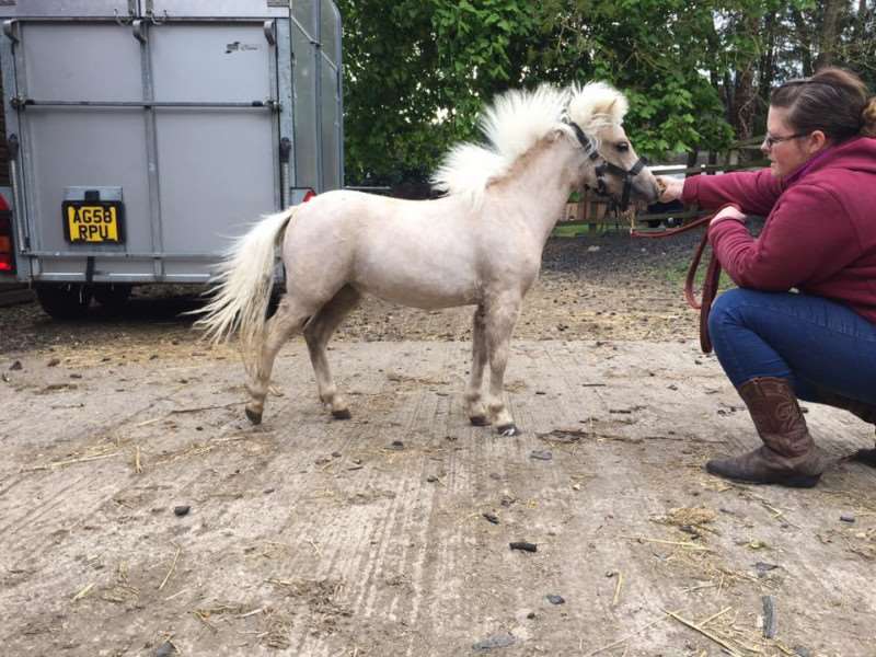 Jo Everett with Barbie her stolen palomino miniature horse who is still missing - now Jo has launched a petition to get action on rural crime.
