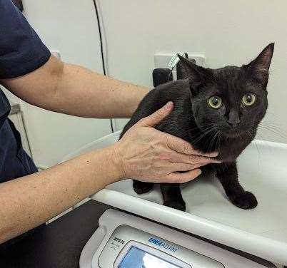 This cat was found abandoned locally
