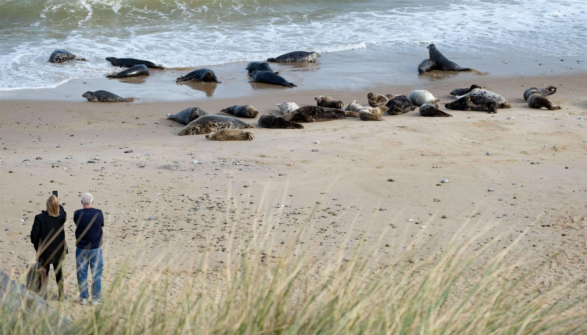 Don’t miss the seals at Horsey Gap