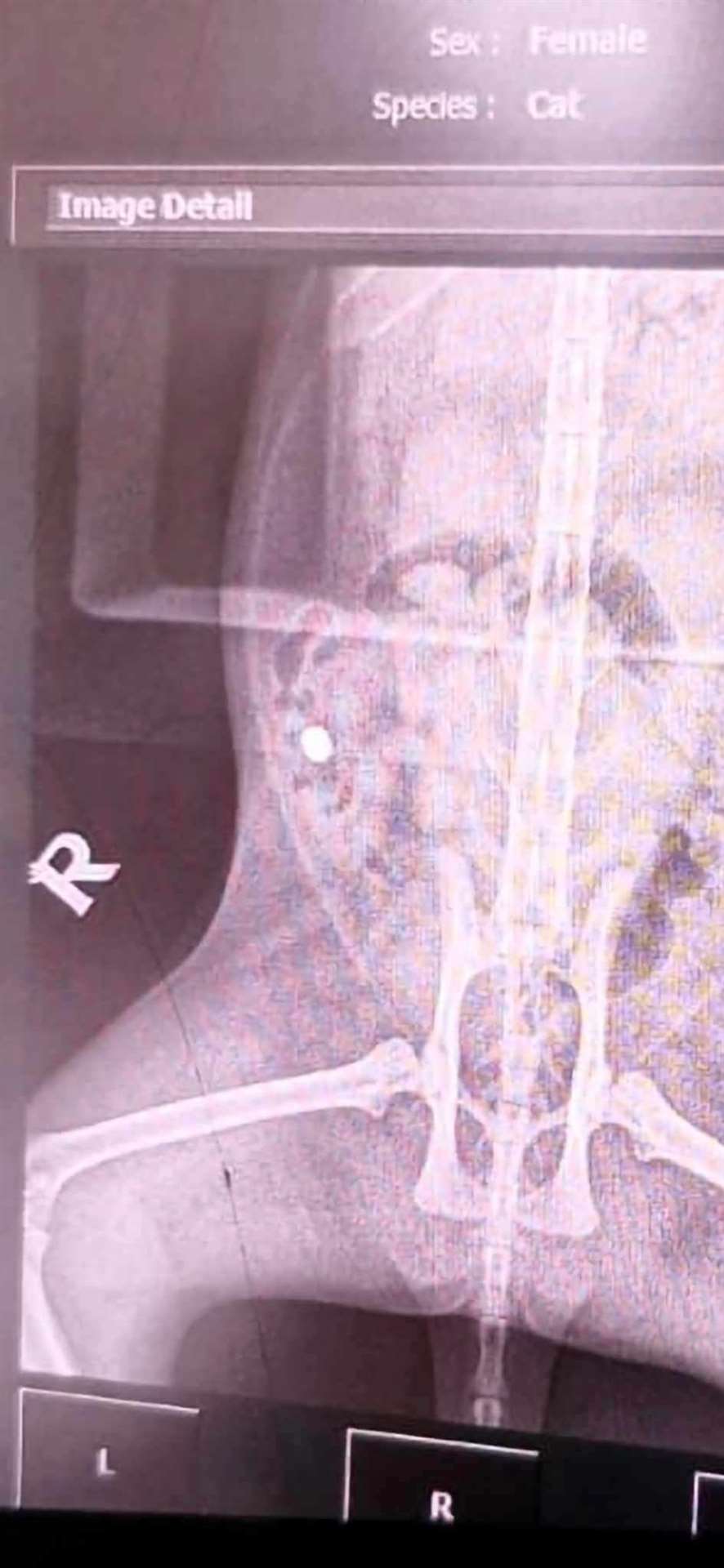 Fortunately the air gun pellet did not cause any damage to Nala's internal organs