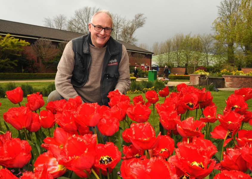 GOLDEN BLOOM: Andrew Boyton, head gardener for Springfields Horticultural Society, Spalding. Photo by Tim Wilson.