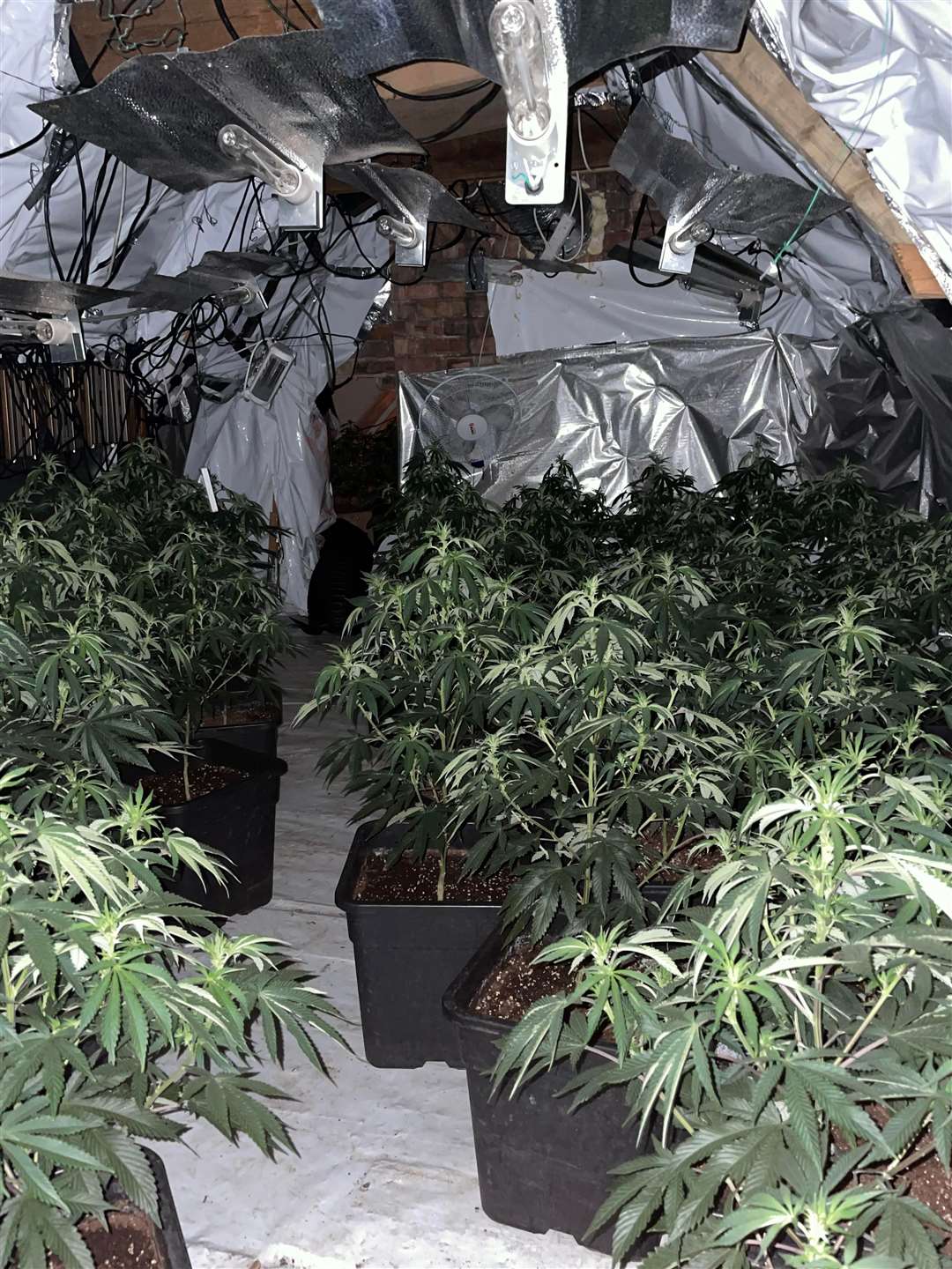 Some of the cannabis plants found in the former toy shop. (61424704)