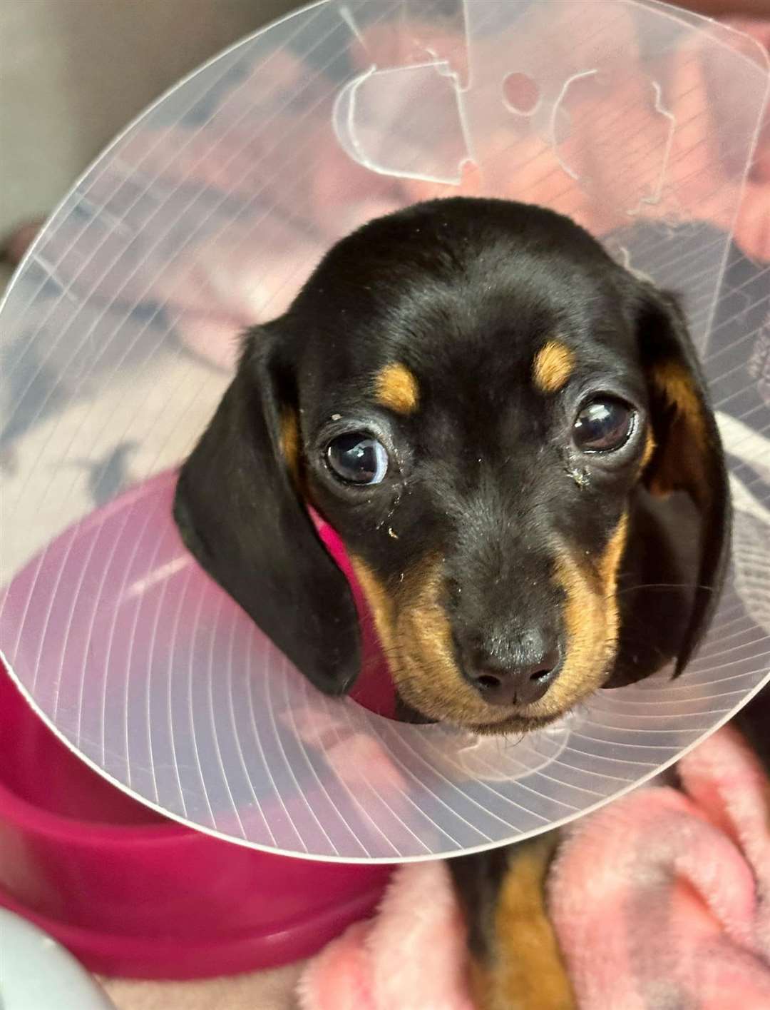Bonnie is just six weeks old. Picture: Ravenswood Pet Rescue