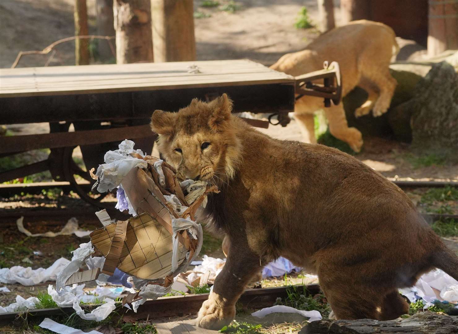 An Asiatic lion tears into a papier-mache Easter egg (Yui Mok/PA)